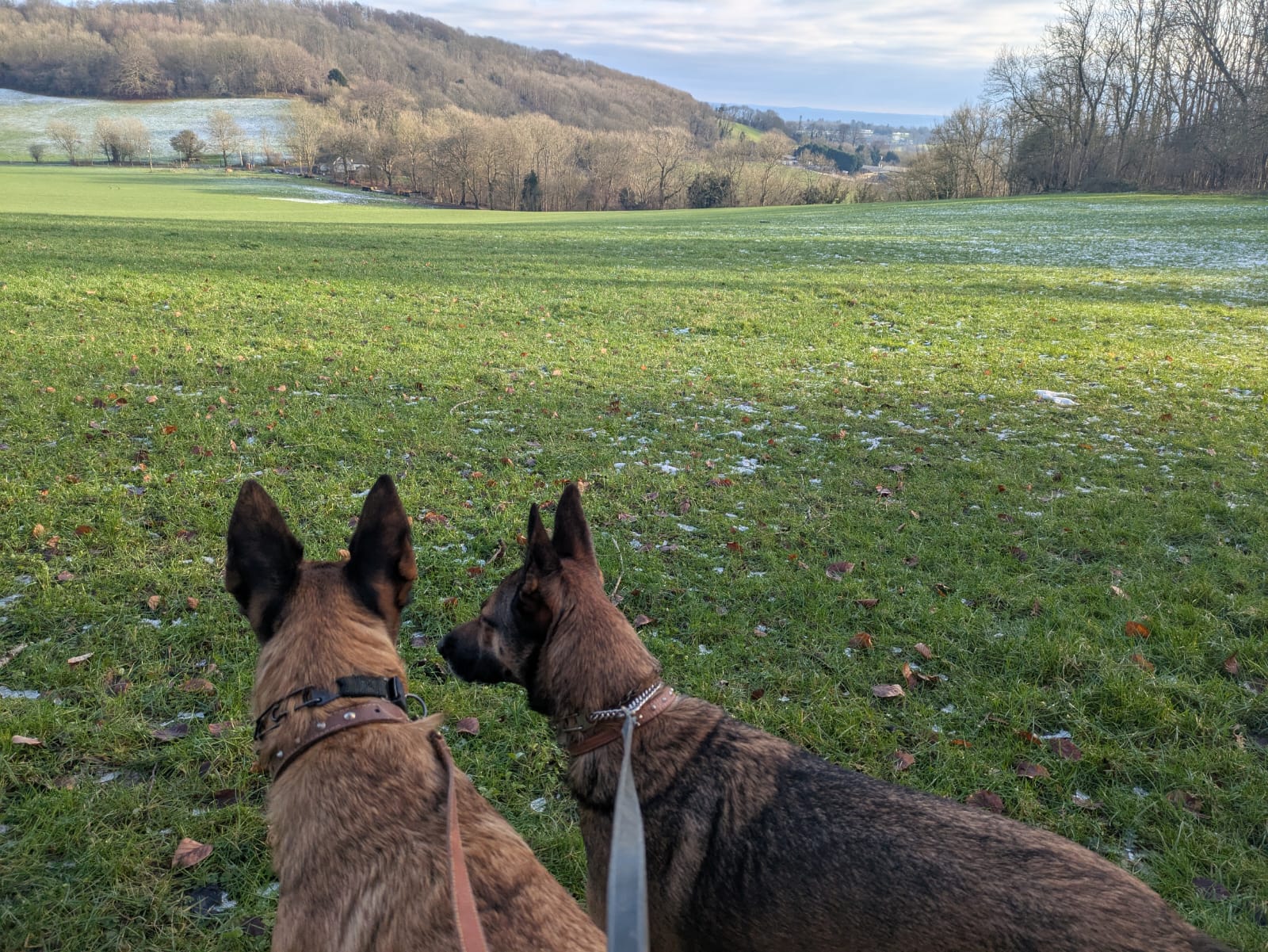 Dog Walk